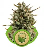 Amnesia Haze Automatic UITVERKOOP