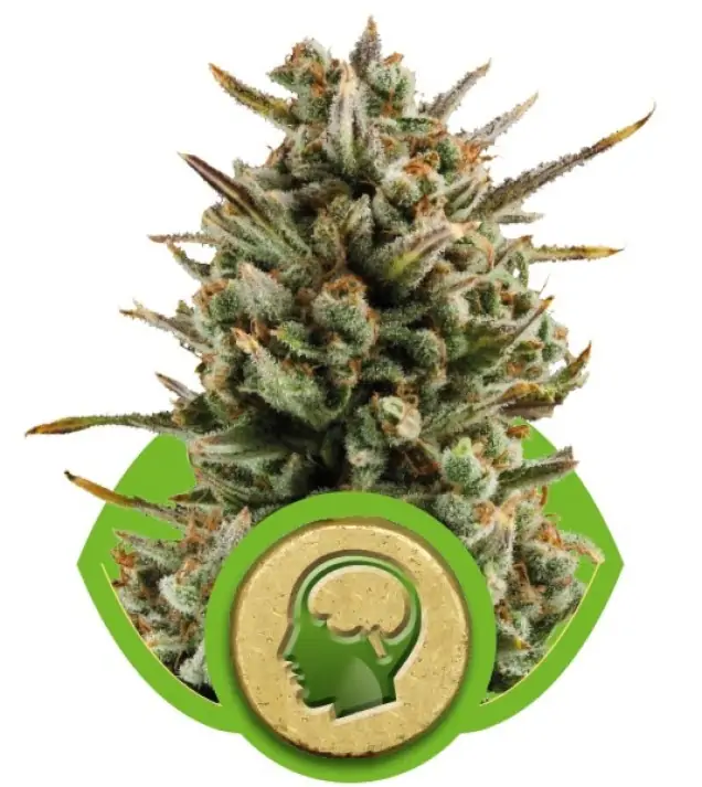 Amnesia Haze Automatic UITVERKOOP