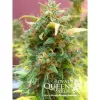 Amnesia Haze Automatic UITVERKOOP