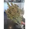 Amnesia Haze Automatic UITVERKOOP