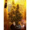 Amnesia Haze Automatic UITVERKOOP
