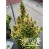 Amnesia Haze Automatic UITVERKOOP