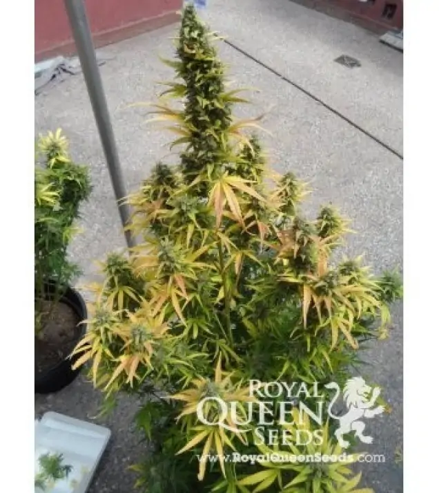 Amnesia Haze Automatic UITVERKOOP