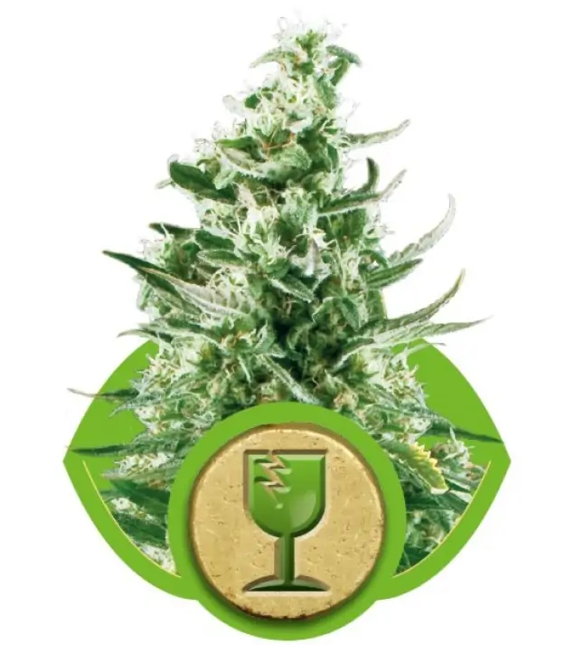 Royal Critical Automatic UITVERKOOP