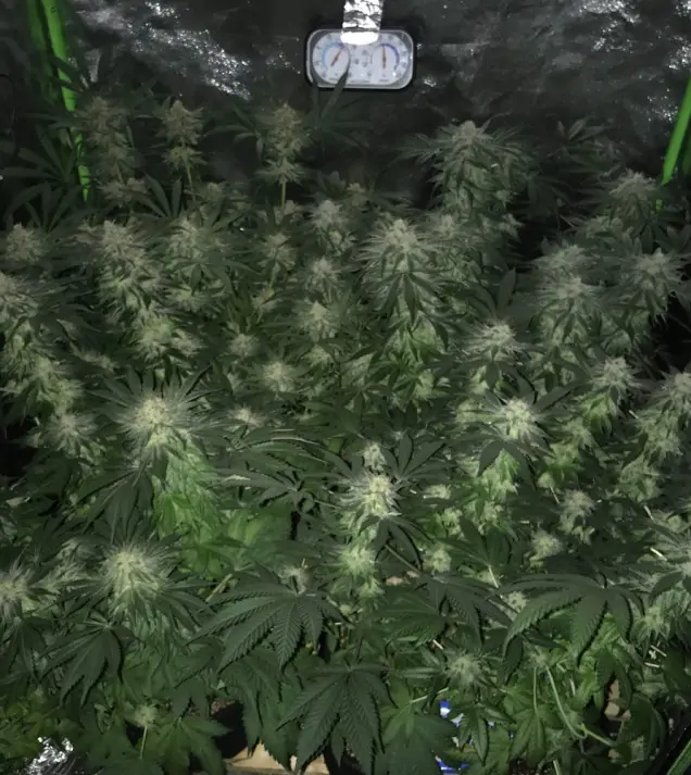 Girl Scout Kush UITVERKOOP