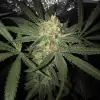 Girl Scout Kush UITVERKOOP