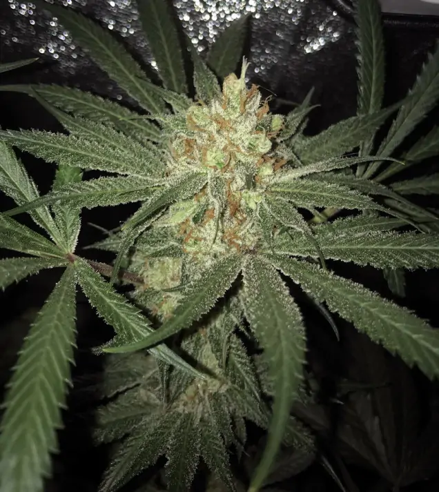 Girl Scout Kush UITVERKOOP