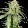 Girl Scout Kush UITVERKOOP