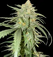 Girl Scout Kush UITVERKOOP
