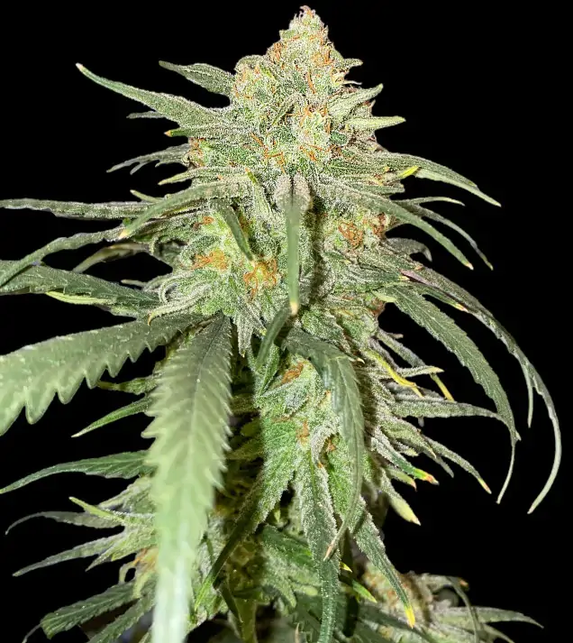 Girl Scout Kush UITVERKOOP