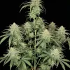 Girl Scout Kush UITVERKOOP