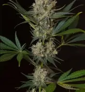Skunk NL5