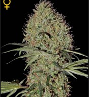 Super Bud Autoflowering