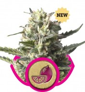 Lemon Shining Silver Haze