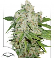 Auto Brooklyn Sunrise