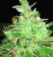 Afghan Kush X Black Domina