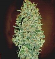 Auto Chocolate Skunk