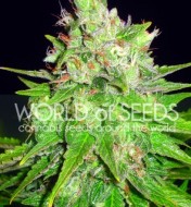 Mazar X Great White Shark