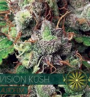 Vision Kush Auto