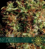 NY Diesel