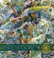 White Widow