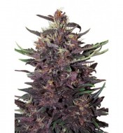 Auto Buddha Purple Kush