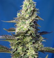 Green Poison XL Auto