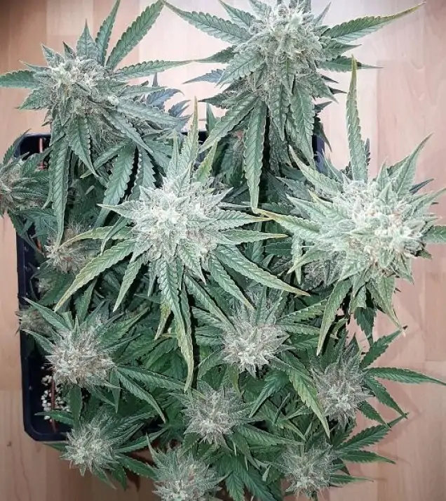 Auto NL47 Haze