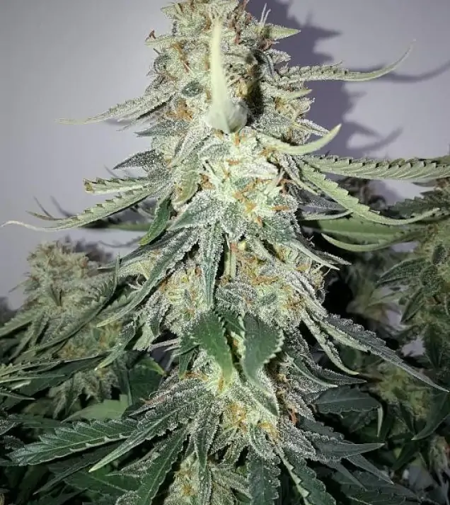 Auto NL47 Haze