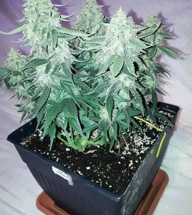 Auto NL47 Haze