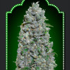 Auto Afghan Mass XXL