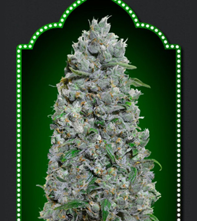 Auto Afghan Mass XXL