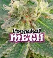 Crystal Meth