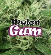 Melon Gum