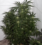 Early Skunk X Haze Regular