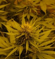 Nhs (Nl5/Haze X Skunk) Regular