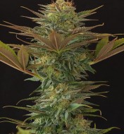 Nl5 X Afghan Regular