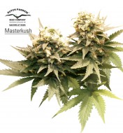 Masterkush
