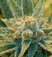 Super Silver Haze Regular