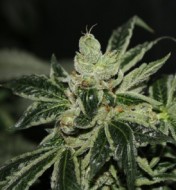 Darkstar Kush  