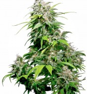 California Indica Regular