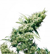 Jamaican Pearl Regular