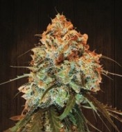 Golden Tiger Regular