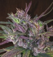 Oldtimer's Haze Regular