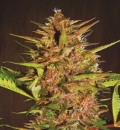 Pakistan Chitral Kush Regular