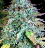 Serious Happiness Regular