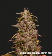 Big Altai Sativa Express  