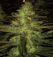 Northern Lights Regular