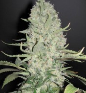 White Widow x Big Bud