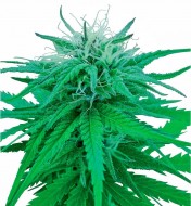 Ruderalis Indica Regular